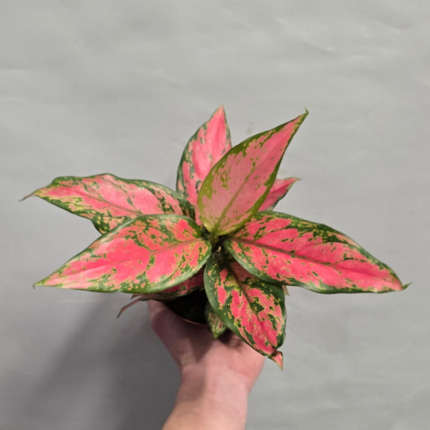 Pink Aglaonema Mix