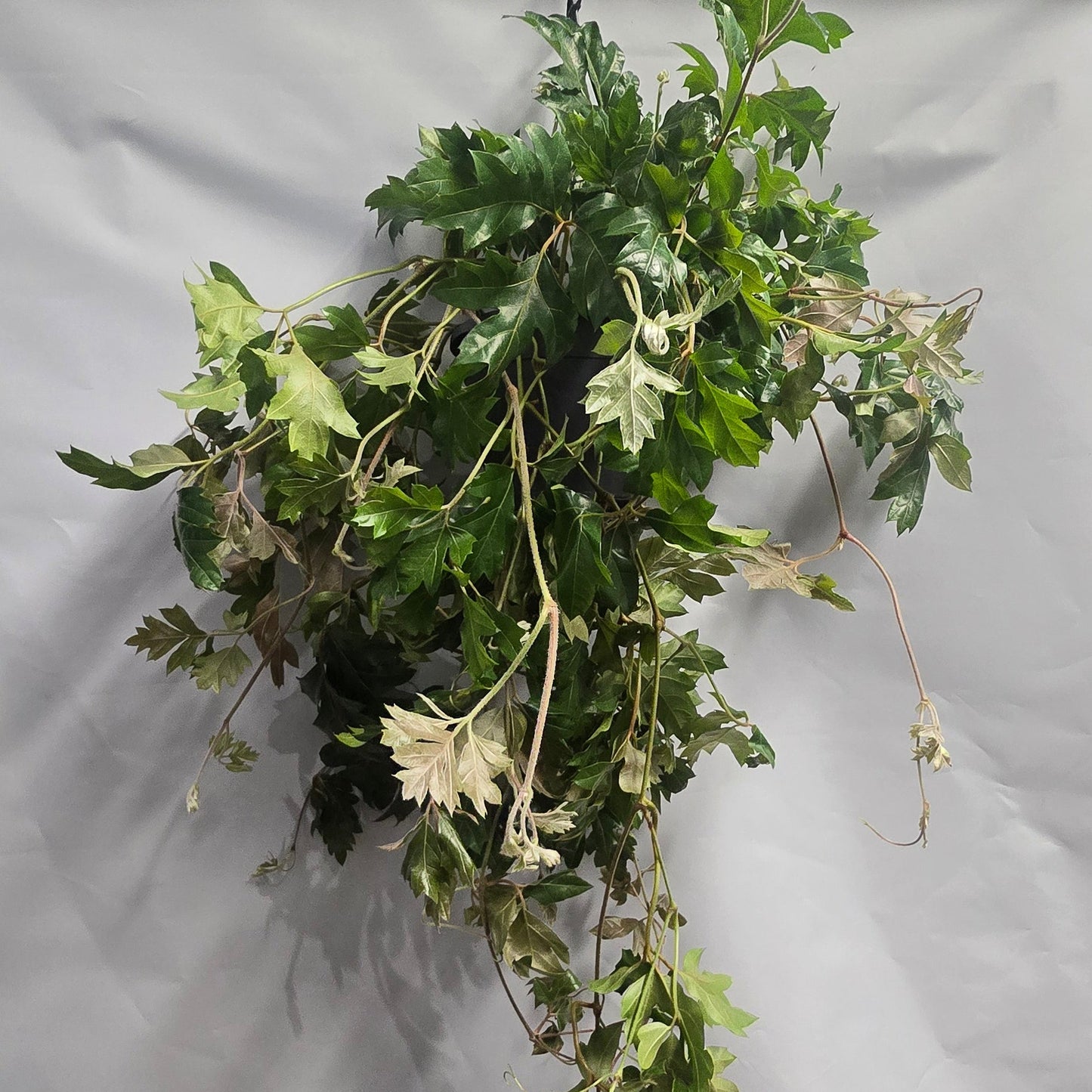 Large Hanging Grape Ivy - Ellen Danica