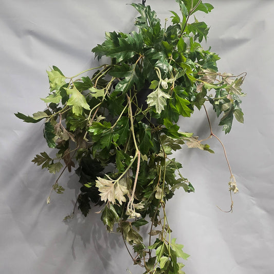 Large Hanging Grape Ivy - Ellen Danica