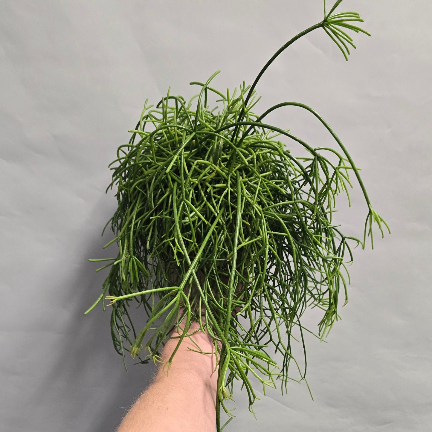 Rhipsalis Cactus - Mixed