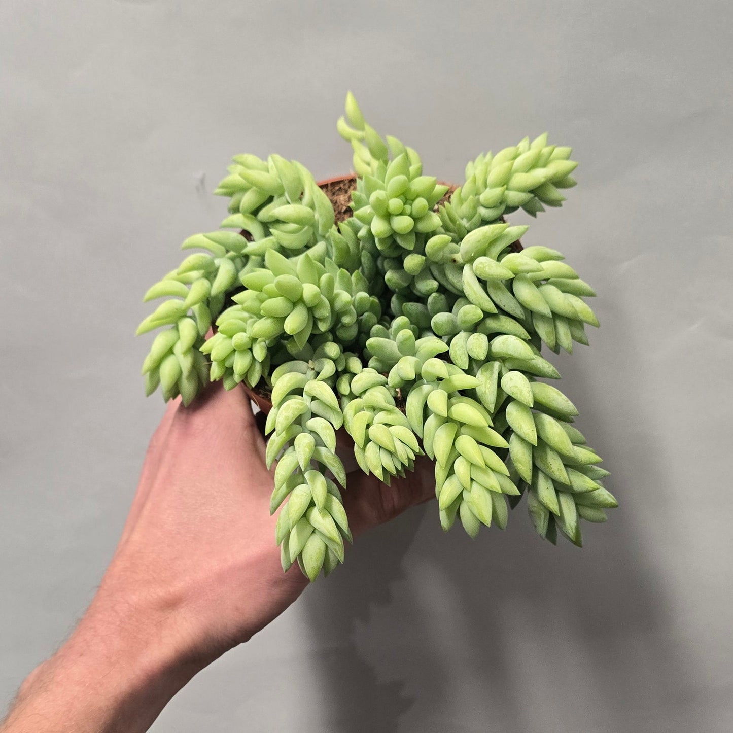 Sedum Burrito - Donkeys Tail
