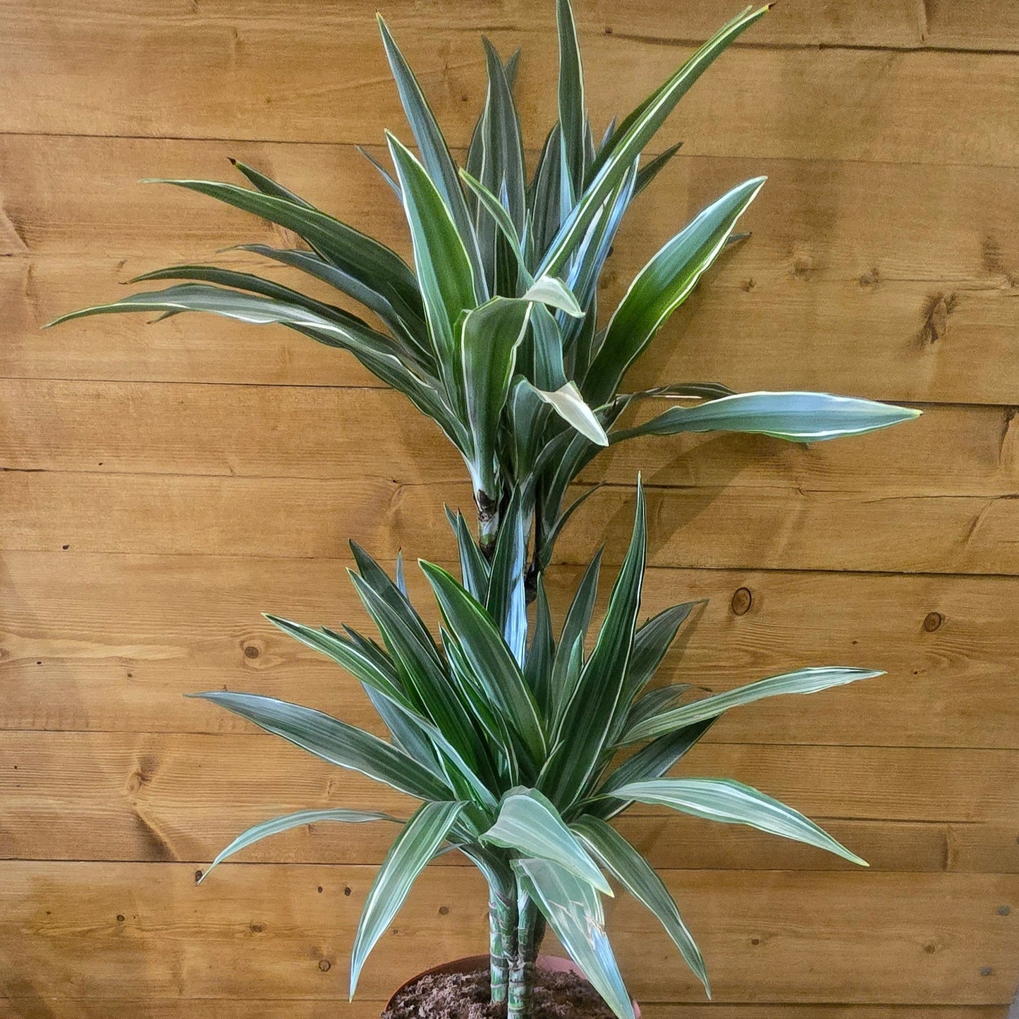 Dracaena Warneckei