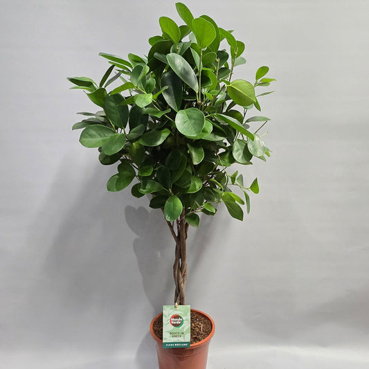 Ficus Microcarpa Moclame