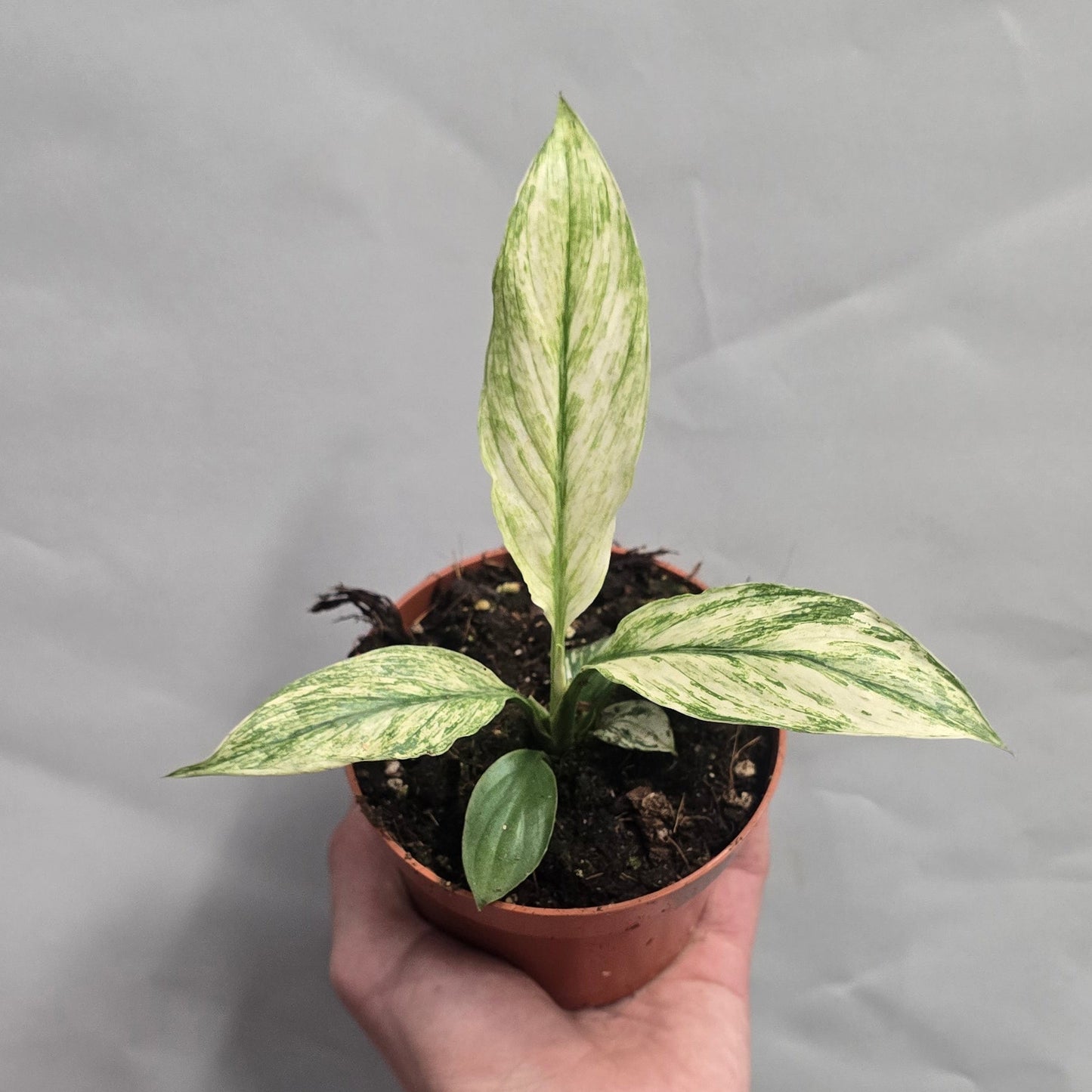Spathiphyllum Sensation Variegated Peace Lily