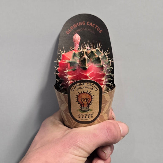 Mini - Varigated Gymnocalycum Mihanovichii Cactus