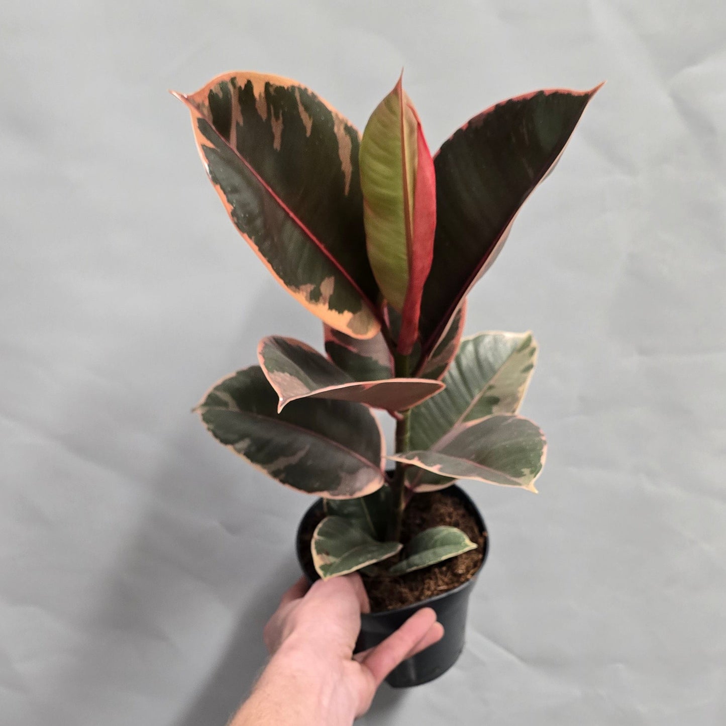 Ficus Belize Pink
