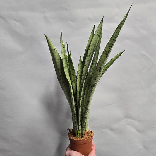 Sansevieria Trifasciata Spearmint