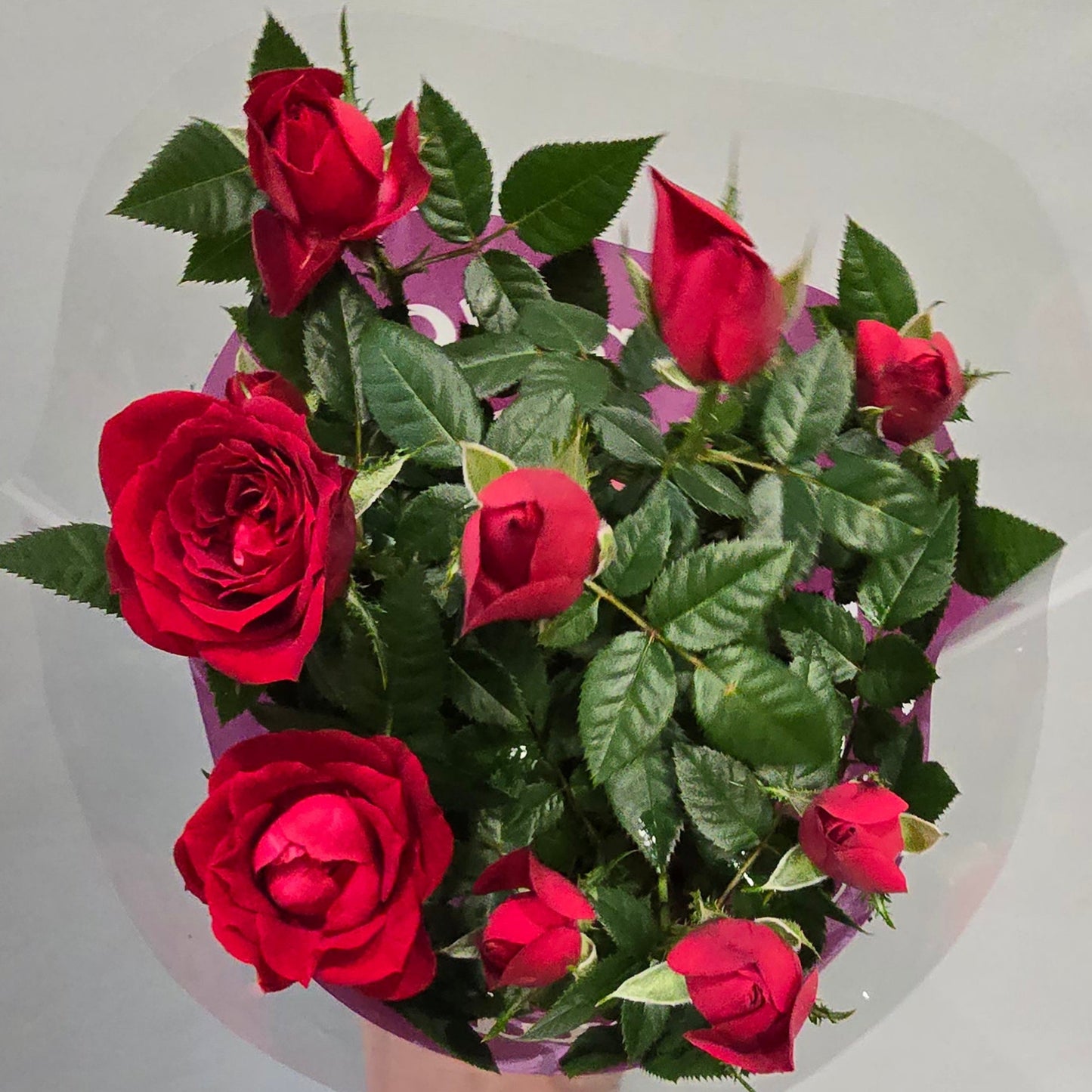 Palace Roses In Or Outdoors - Mix