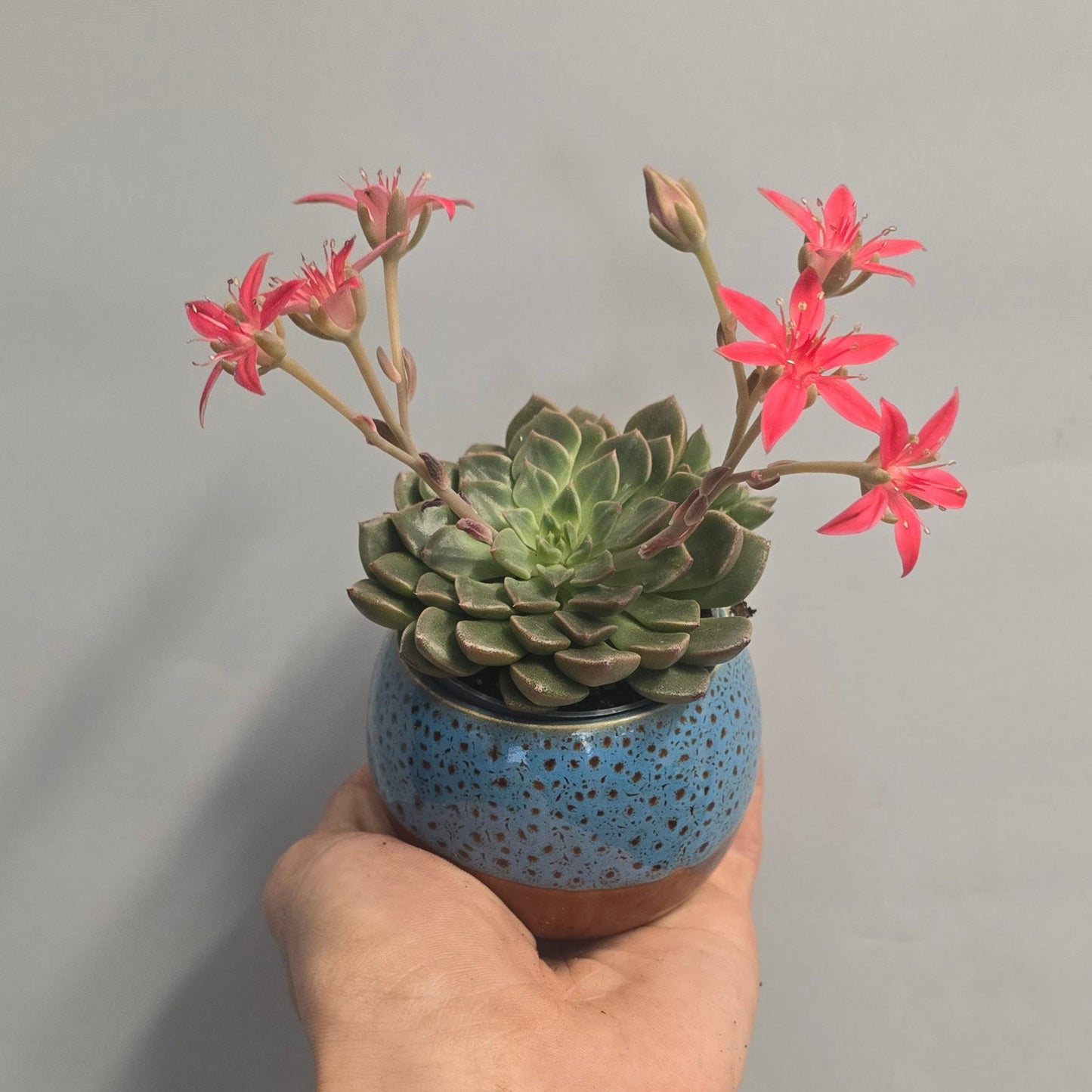 Graptopetalum Tacitus - Pink Flower & Pot