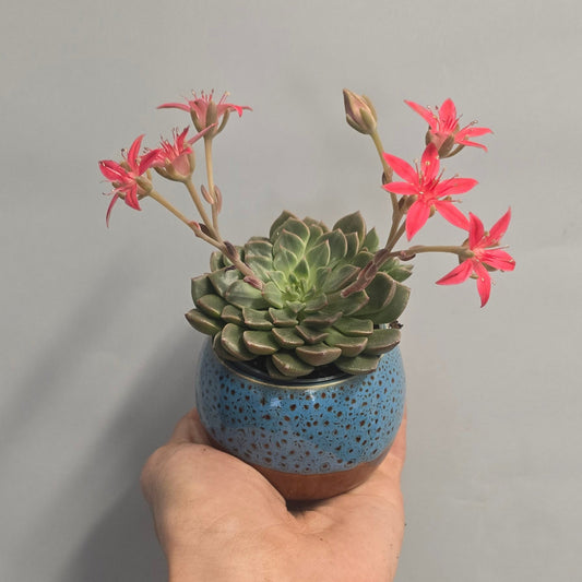 Graptopetalum Tacitus - Pink Flower & Pot