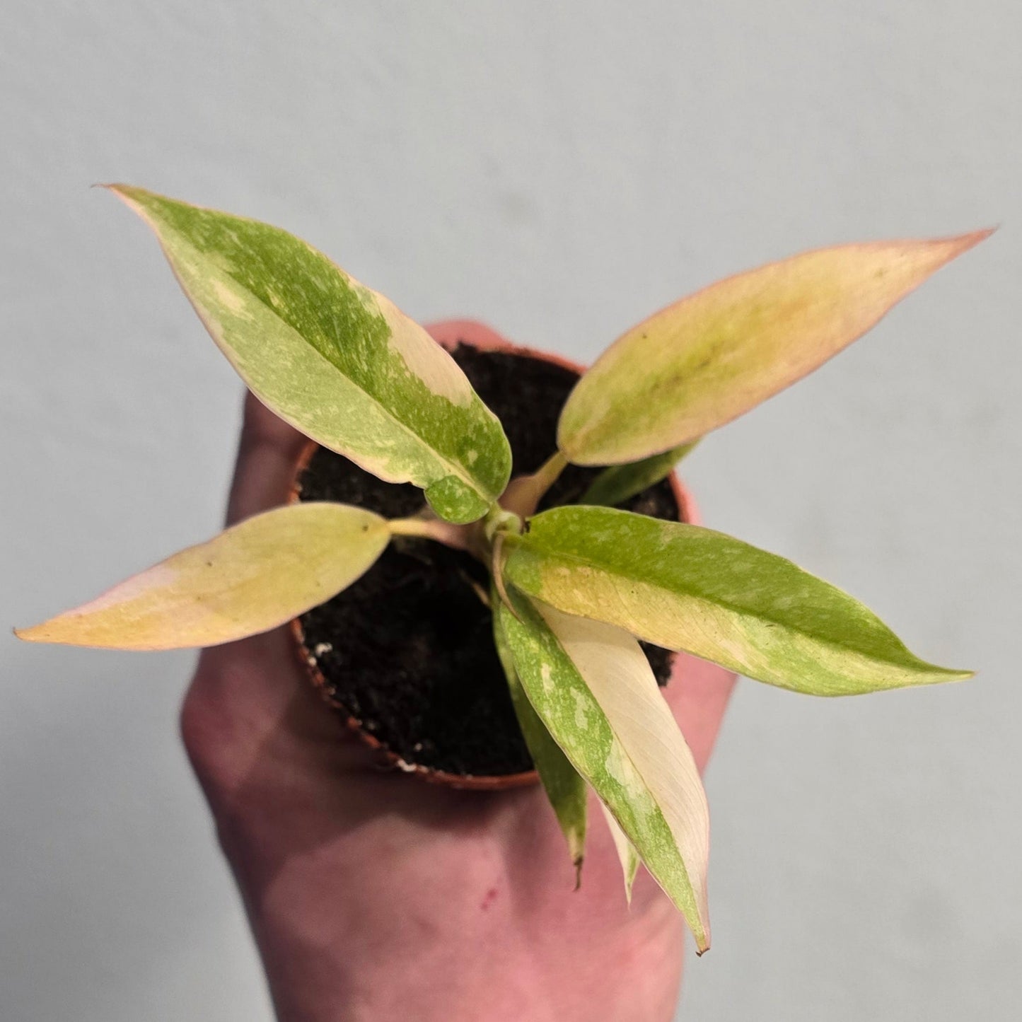 Mini Philodendron - Ring of Fire