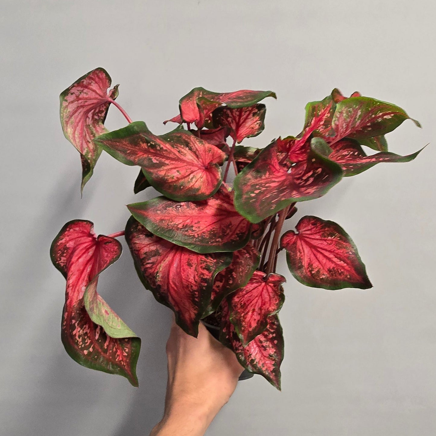 Caladium - Scarlet Flame
