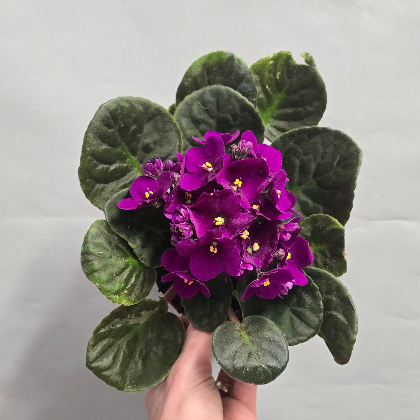 African violet - Saintpaulia Red