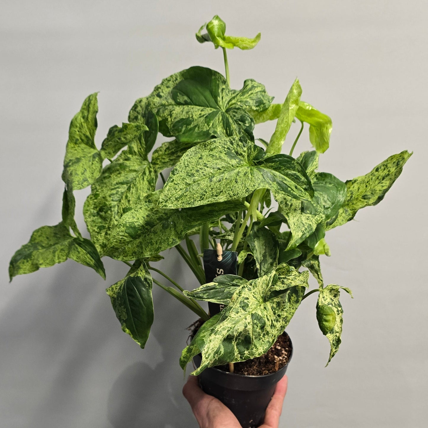 Syngonium Mottled