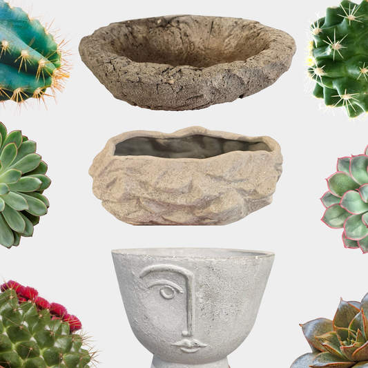 Succulent & Cacti Bowl DIY Kit