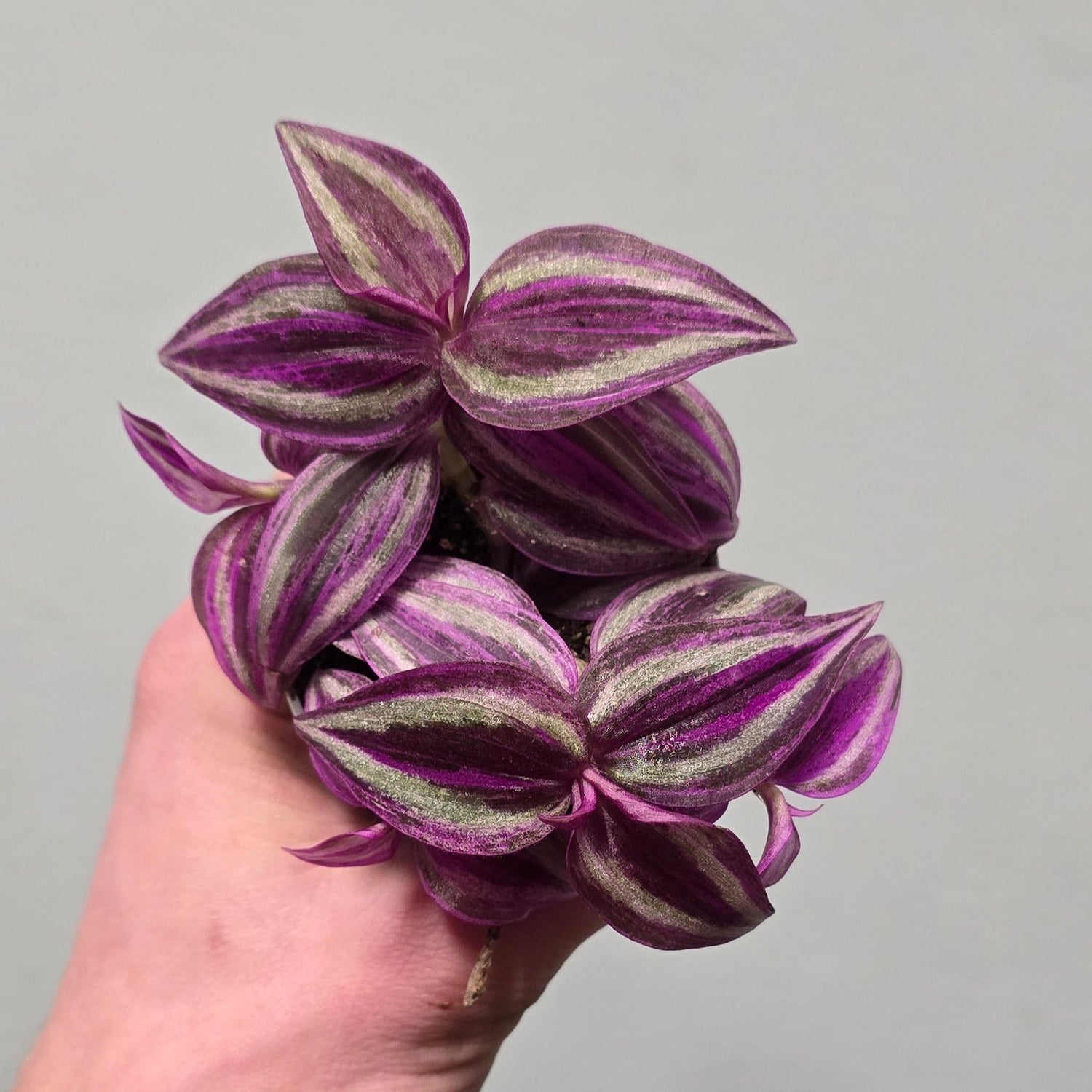 Minis & Small Plants