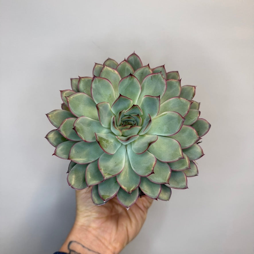 Mixed Succulents