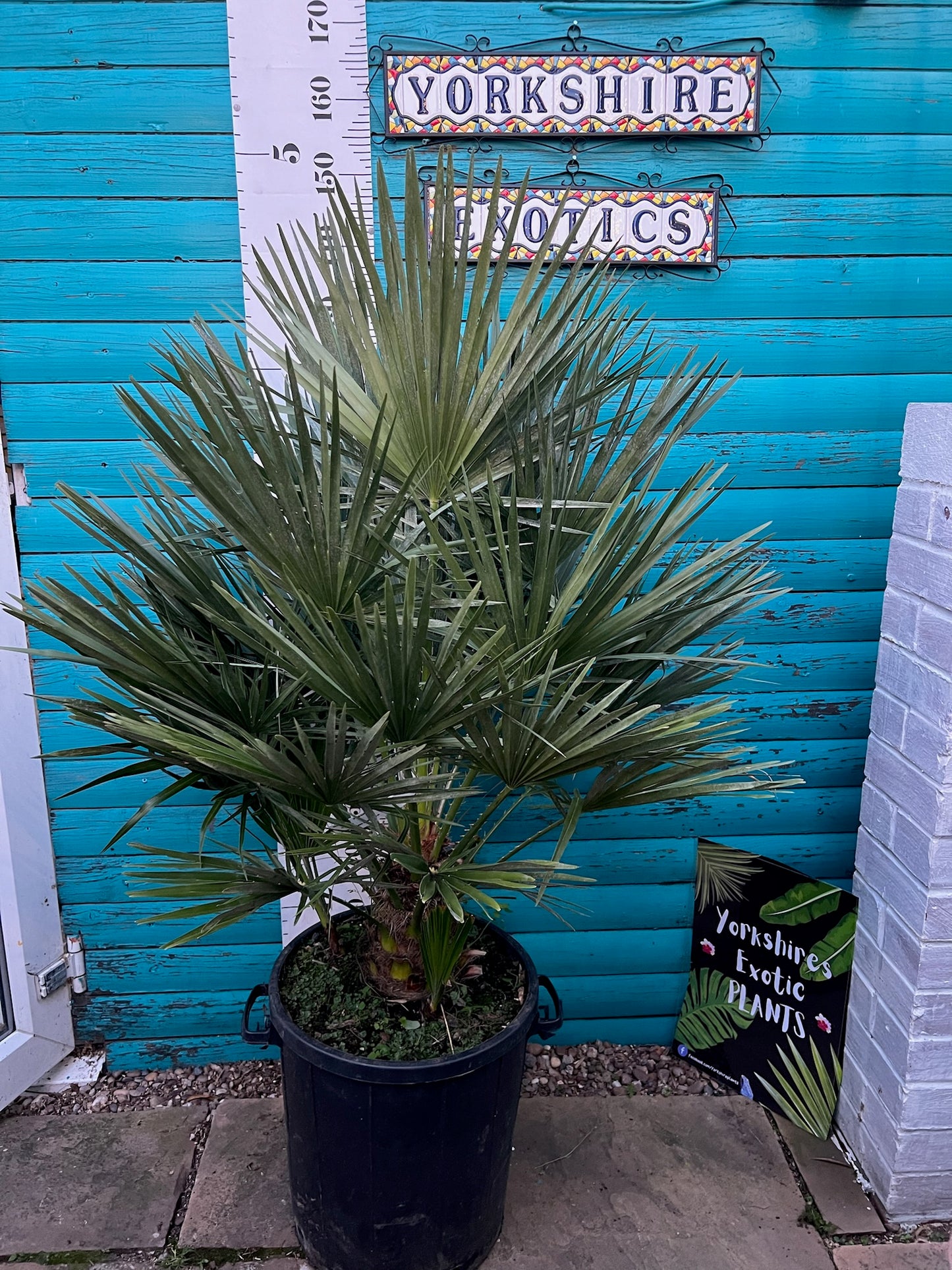 Chamaerops humilis