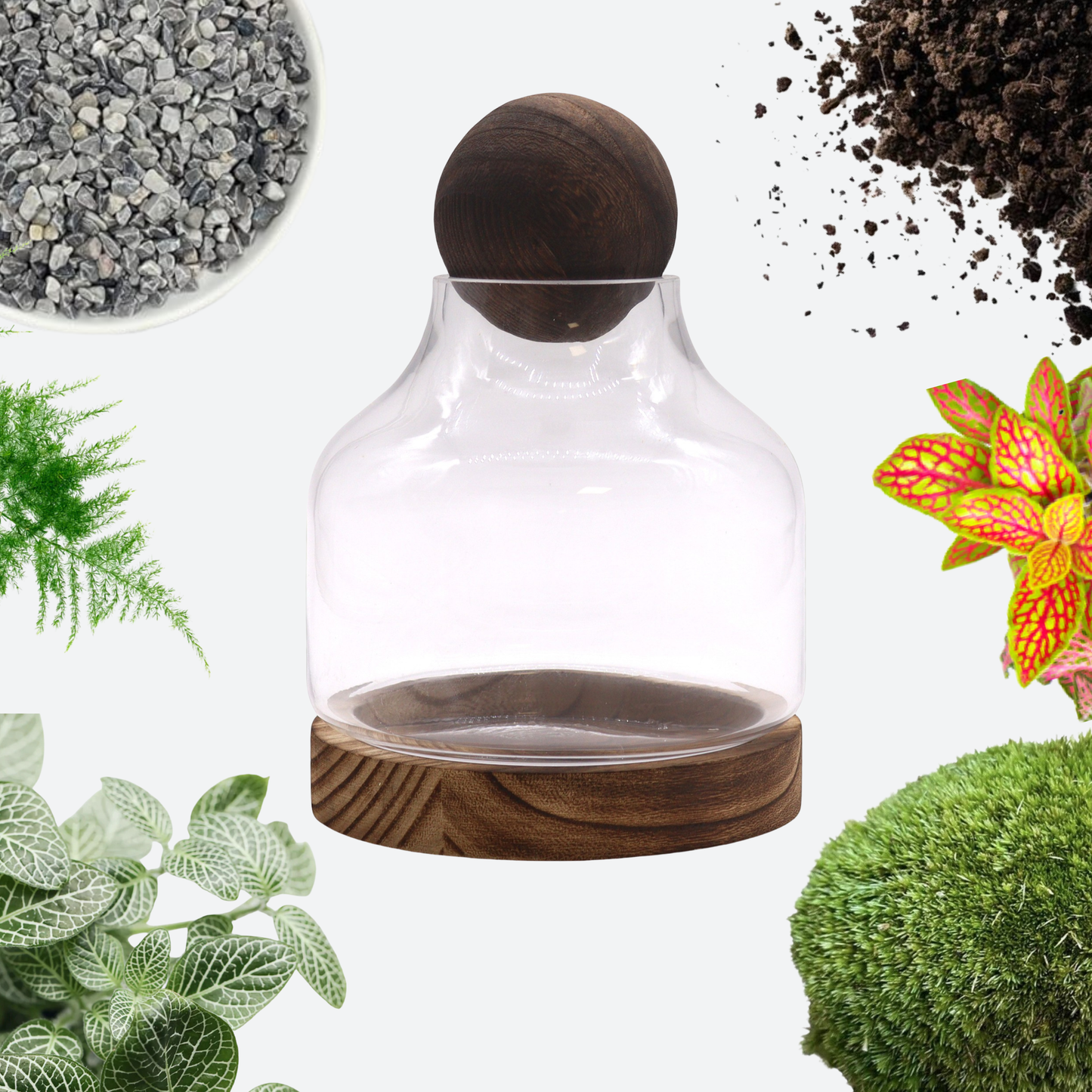 Ball Top Terrarium On Tung Wood