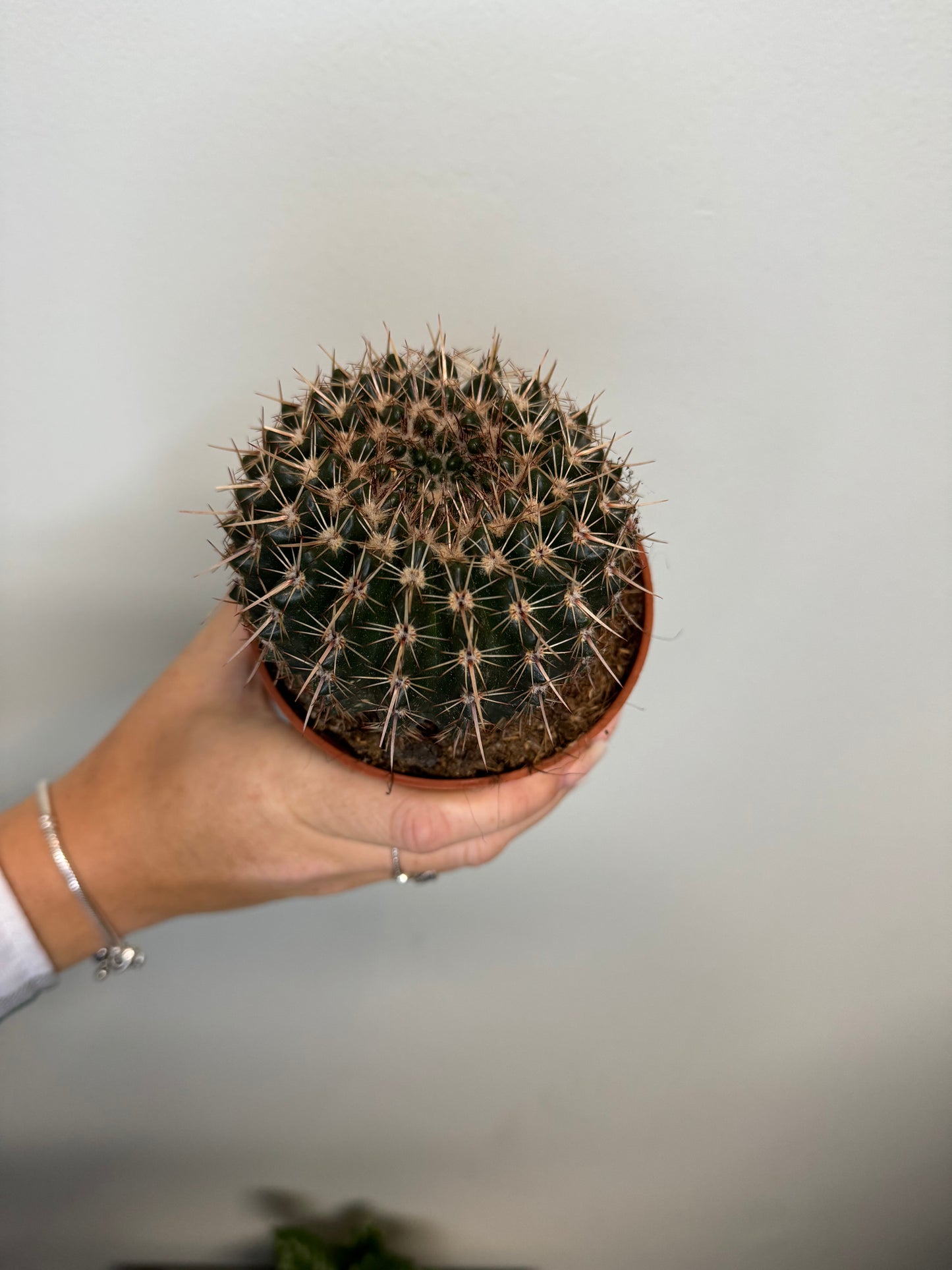 Cactus - Parodia