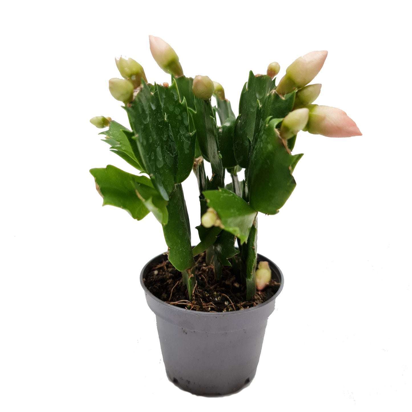 Holiday Cactus - Schlumbergera