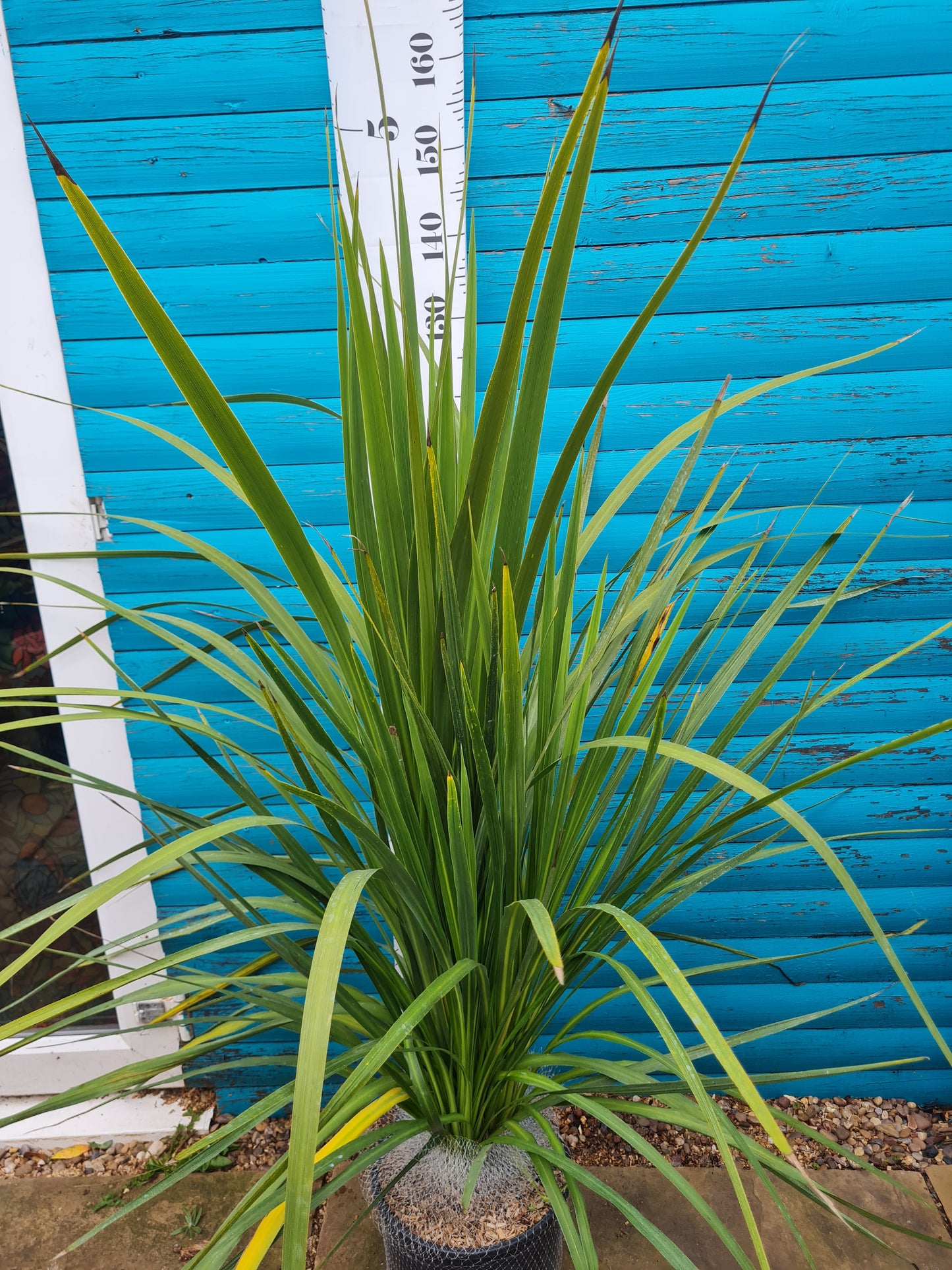 Cordyline Australis