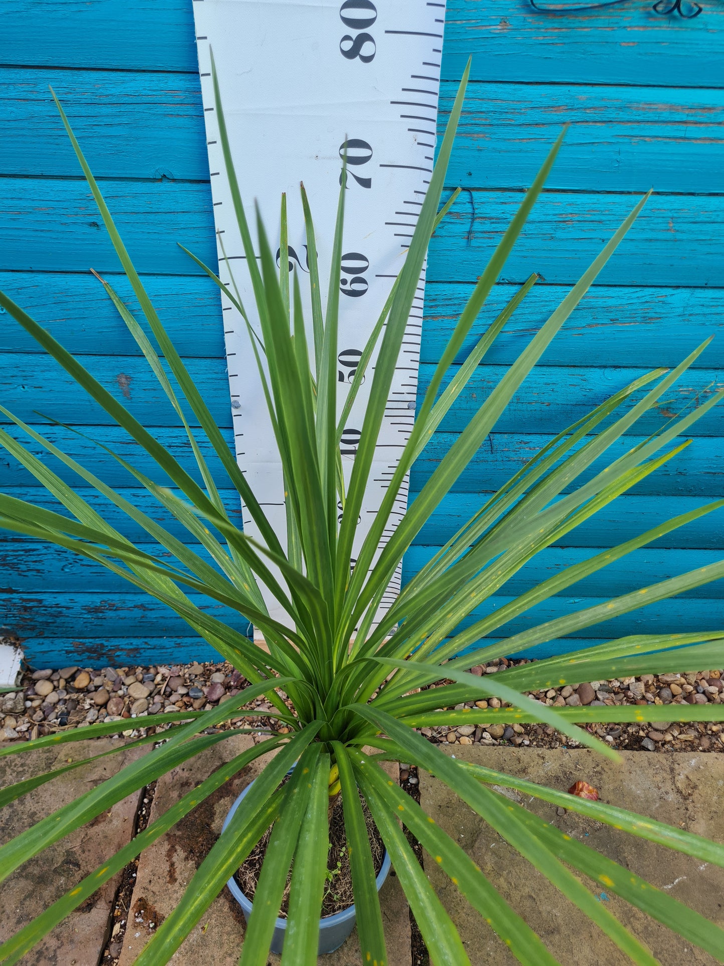 Cordyline Australis