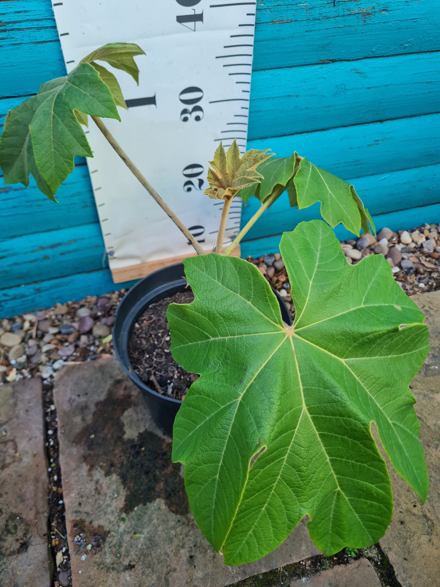 Tetrapanax Rex