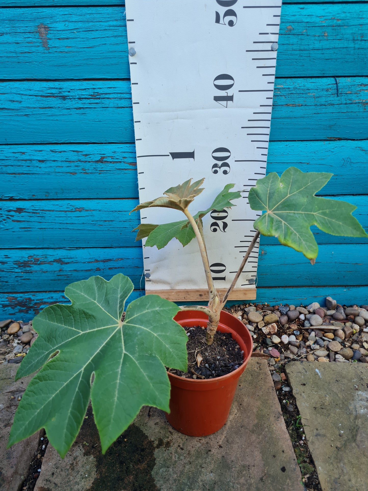 Tetrapanax Rex