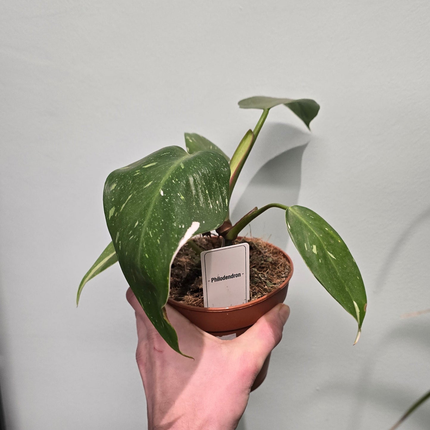 Philodendron White Princess