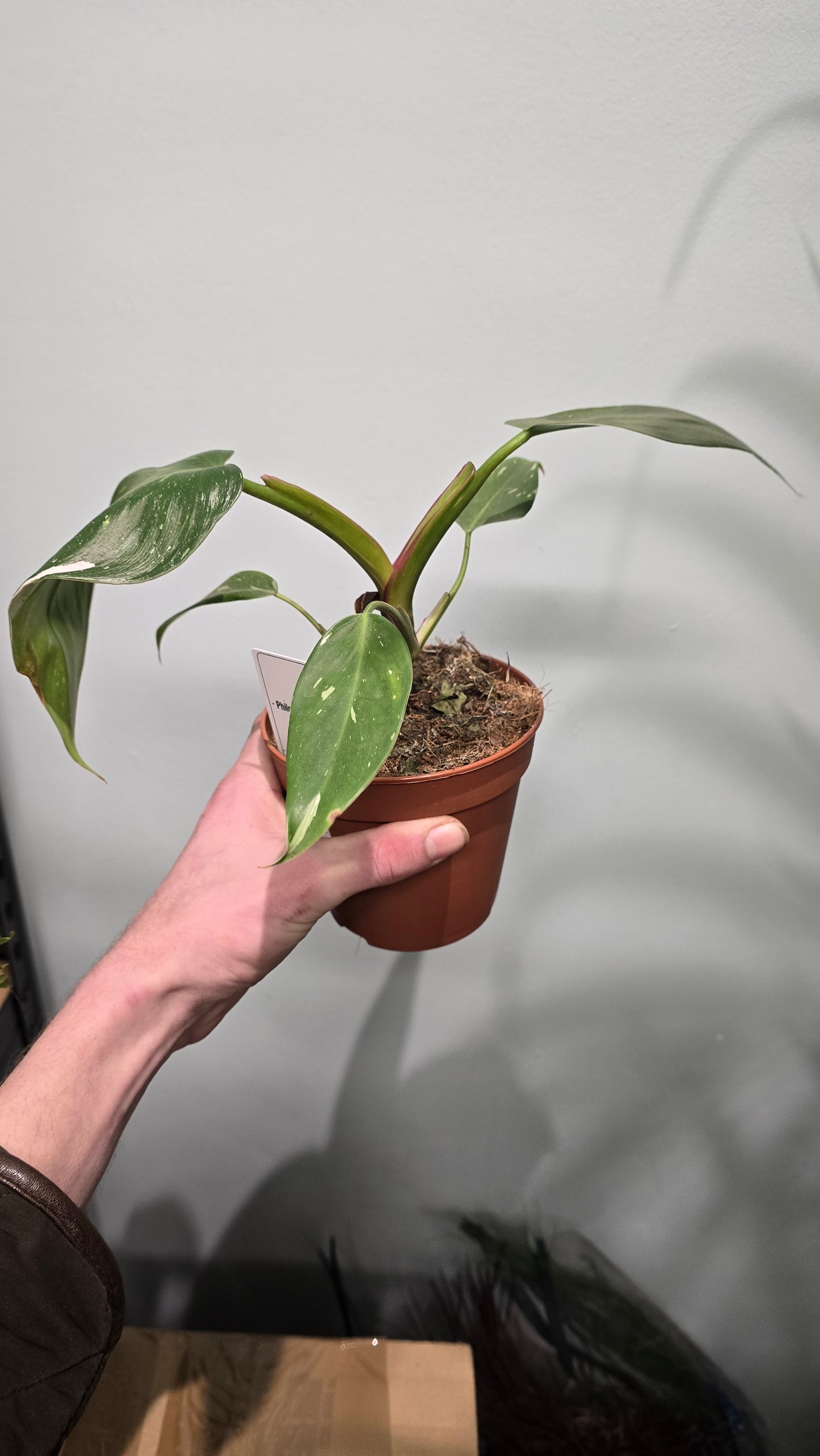 Philodendron White Princess