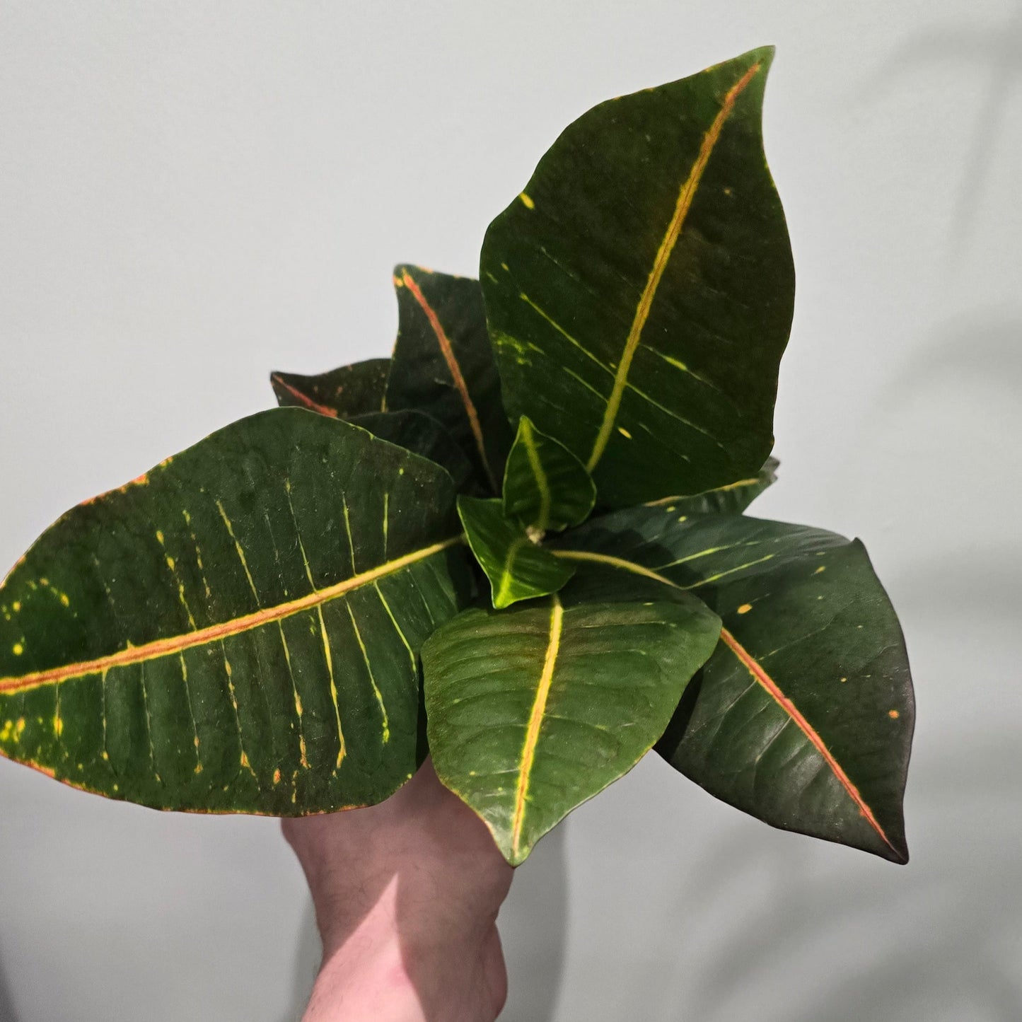 codiaeum variegatum - 30cm