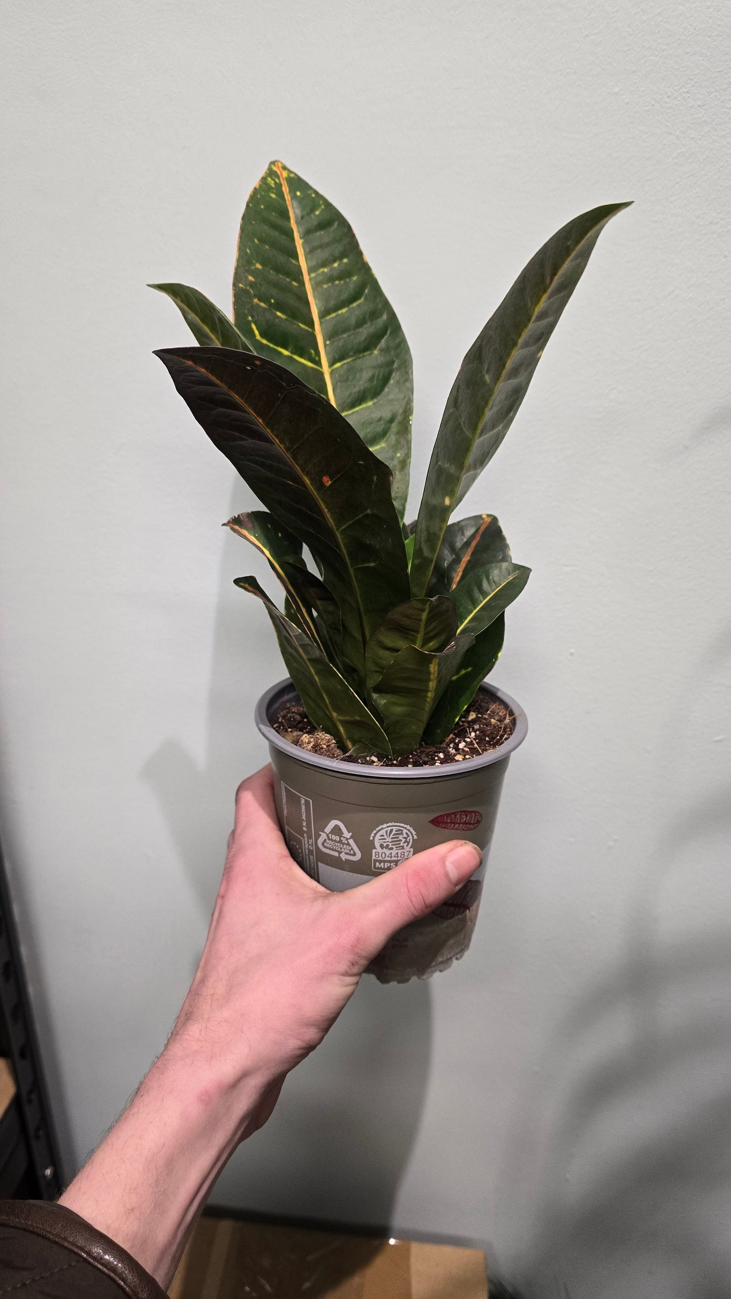 codiaeum variegatum - 30cm