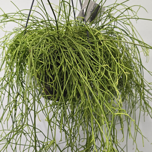 Hanging Rhipsalis Cactus