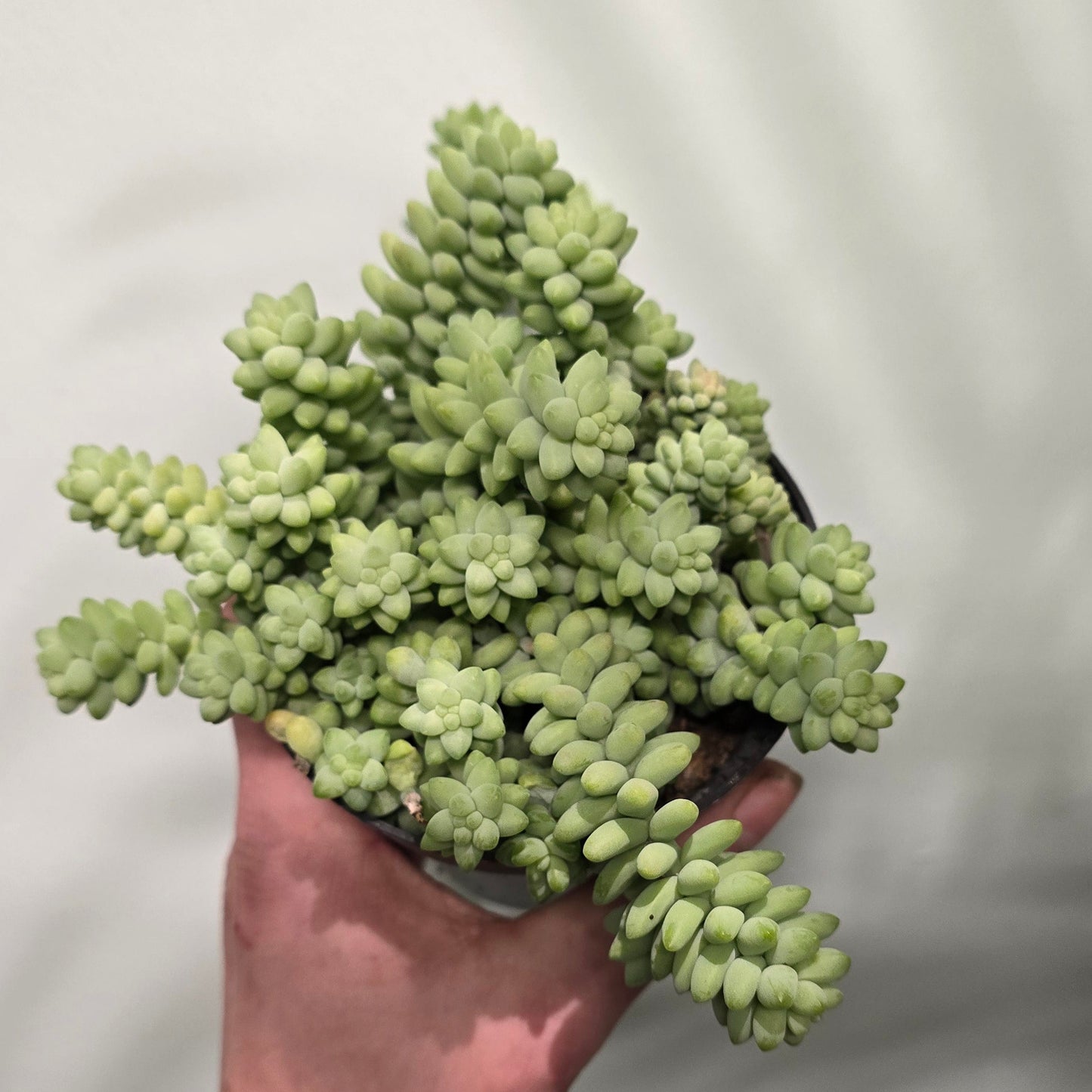 Sedum Burrito