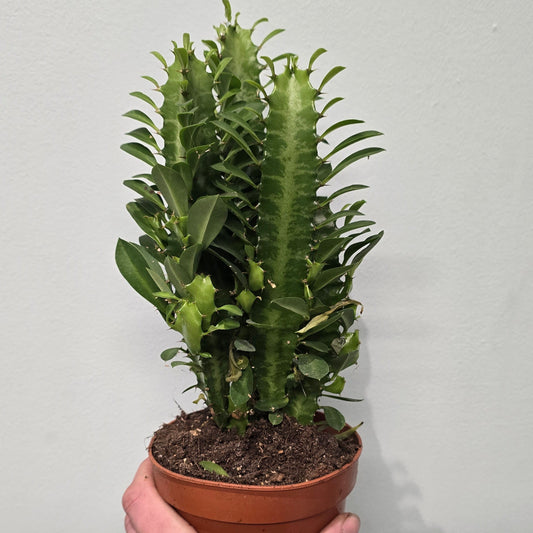 Euphorbia - Trigona