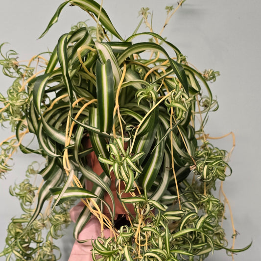 Spider Plants