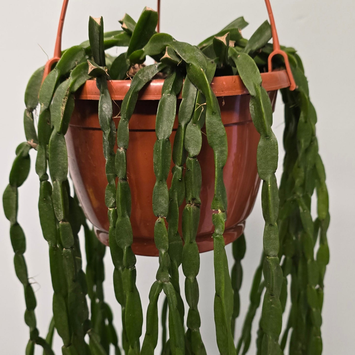 Hanging Rhipsalis Paradoxa - Large