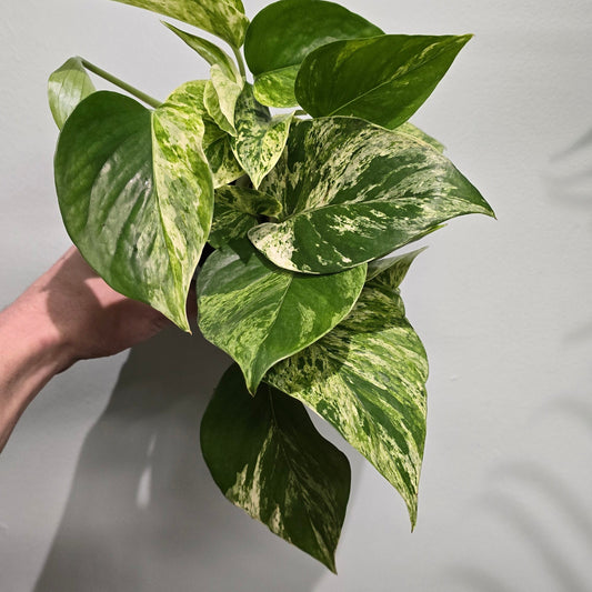 Marble Queen Pothos