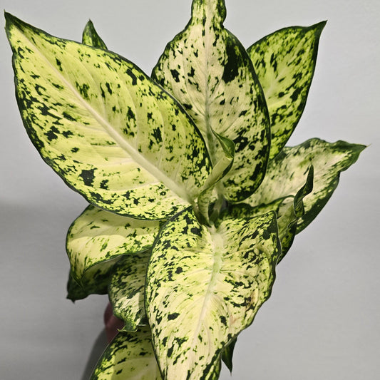 Lily - Dieffenbachia
