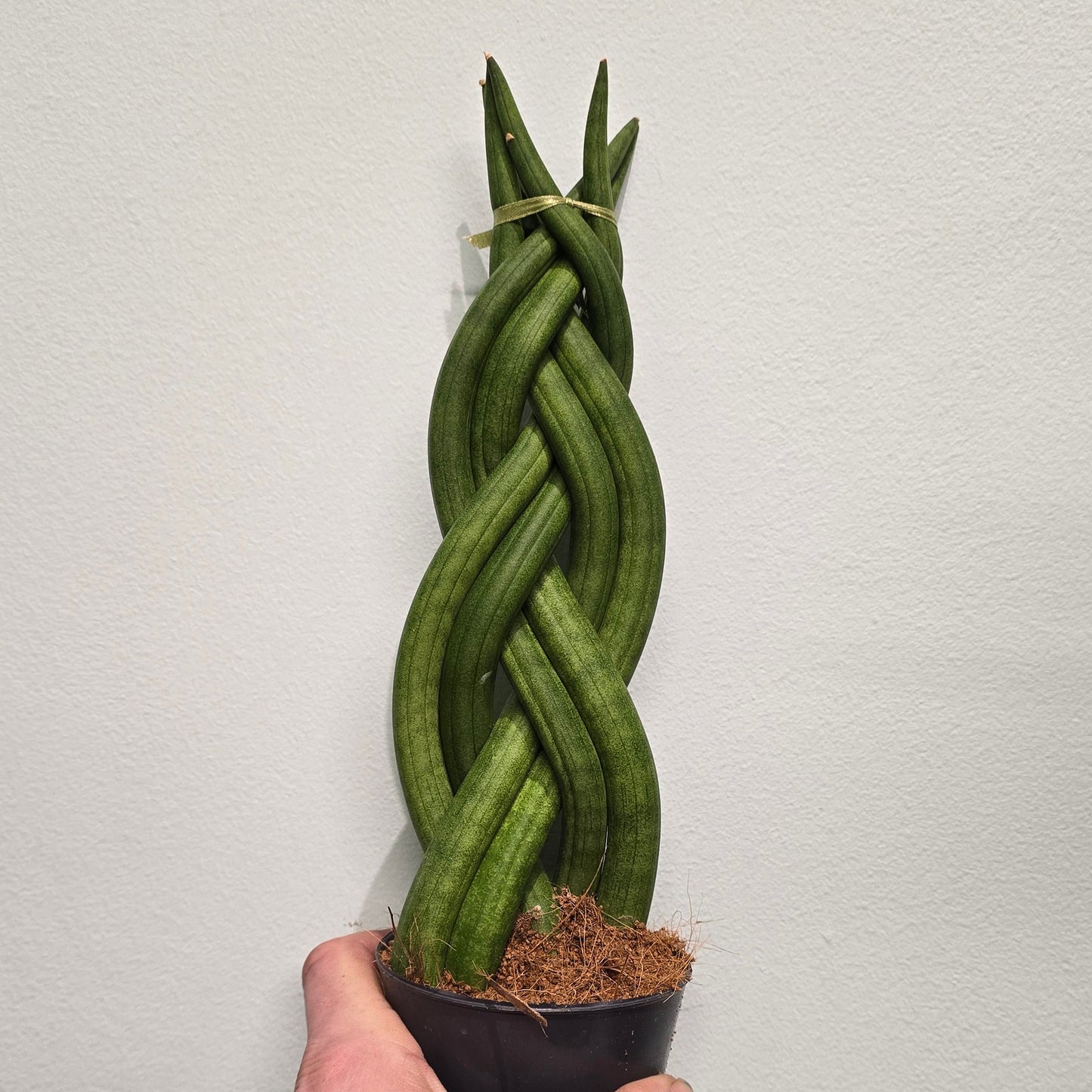 Braided Sansevieria - Snake Plant