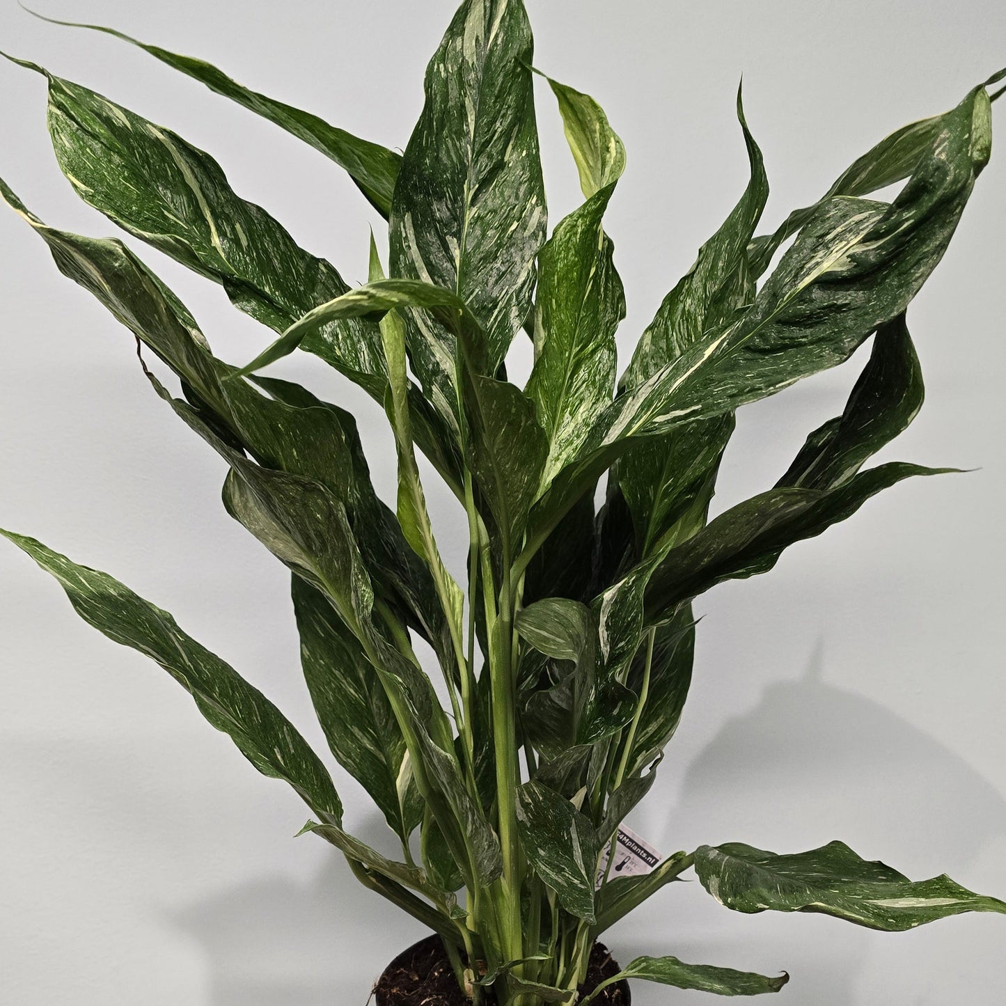 Variegated Peace Lilly - Spathiphyllum - 60cm