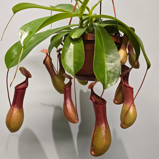 Hanging Monkey Jar - Pitcher Plant