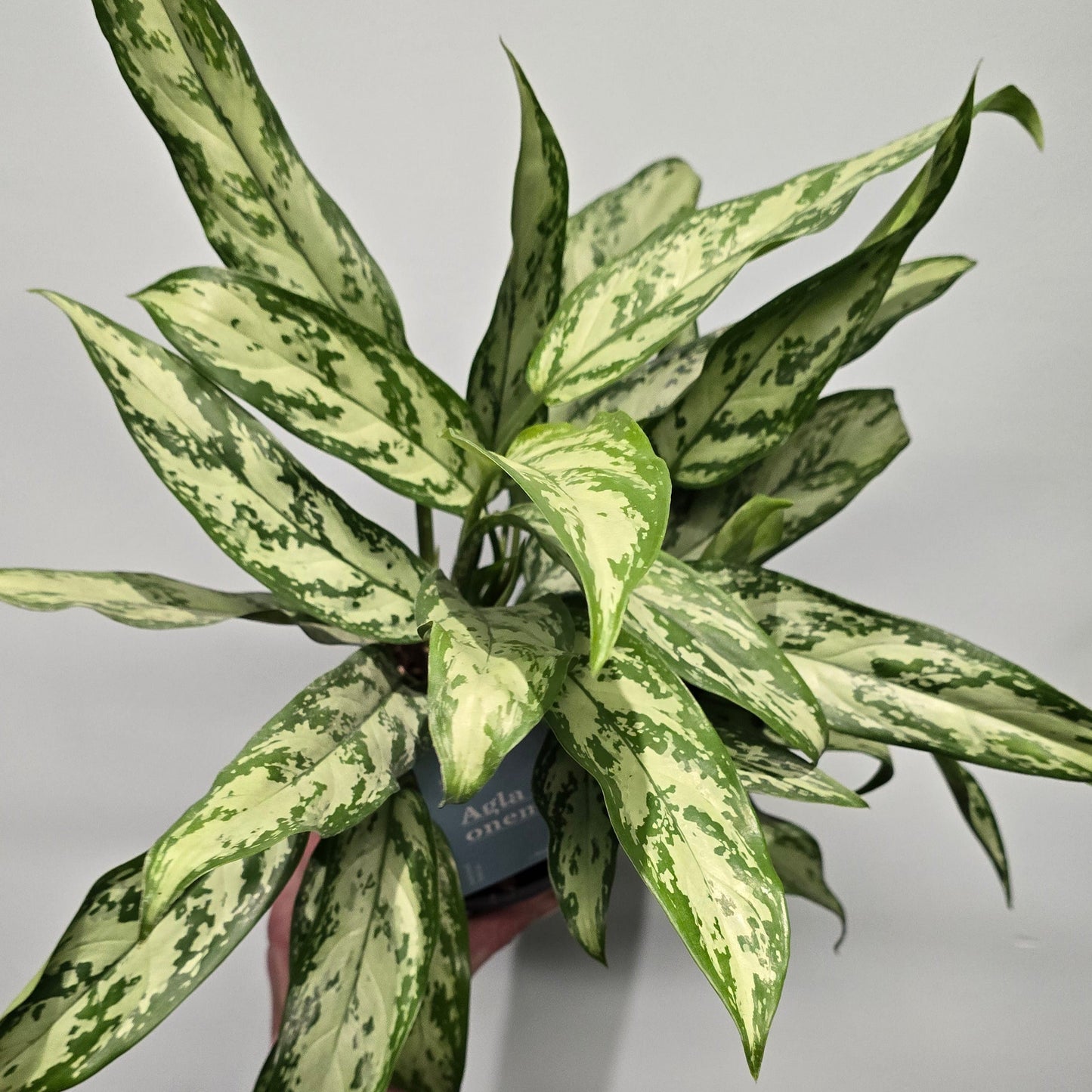 Aglaonema Silver Queen