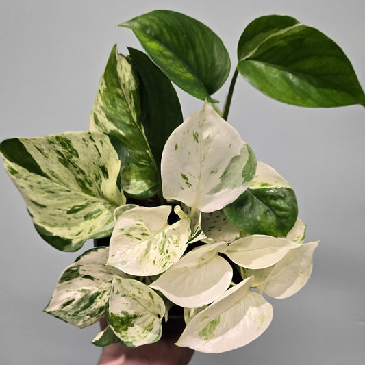 Happy Leaf Pothos