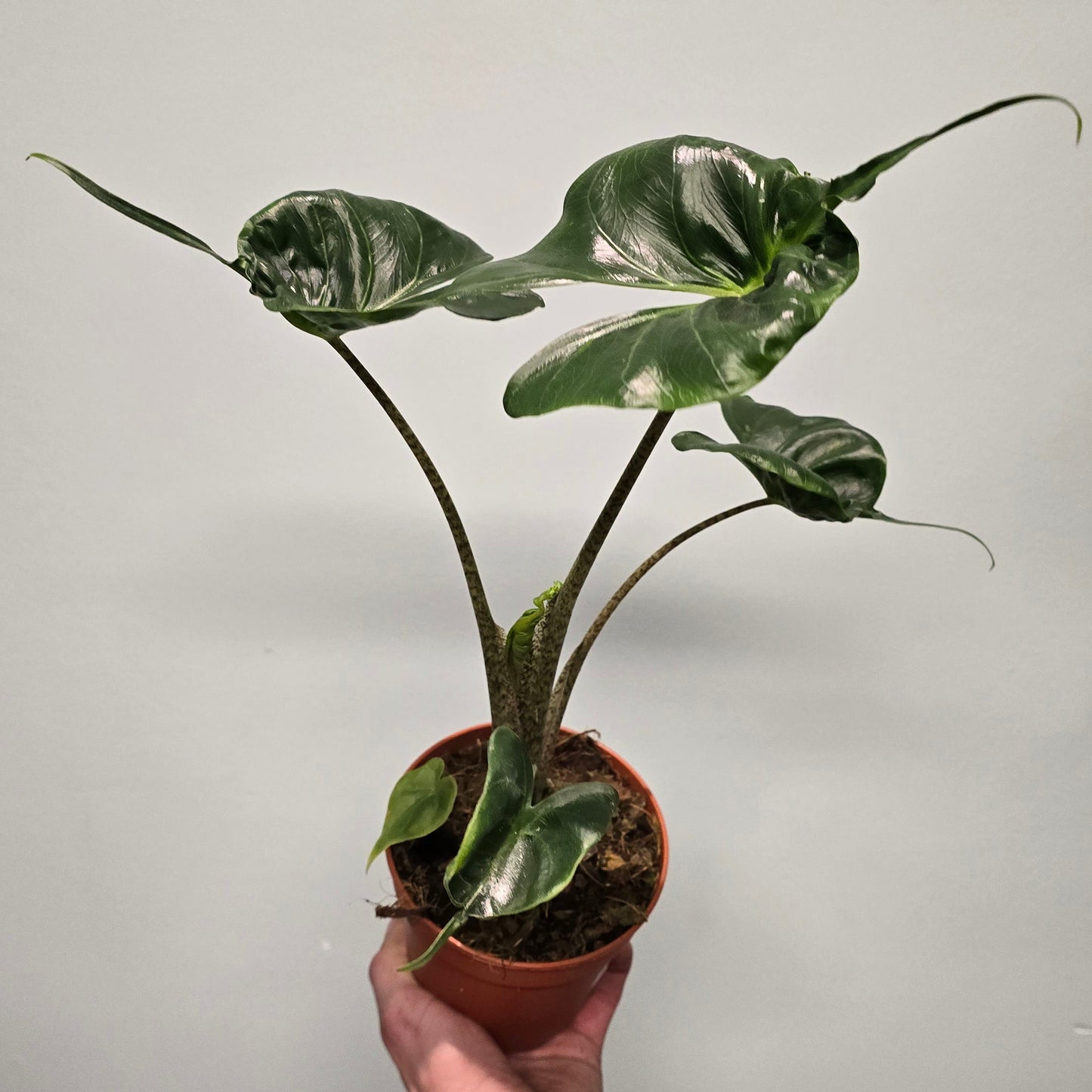 Alocasia Stingray