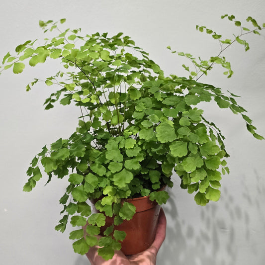 Maidenhair Ferns