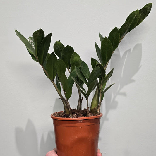 ZZ - Zamioculcas Zamifolia