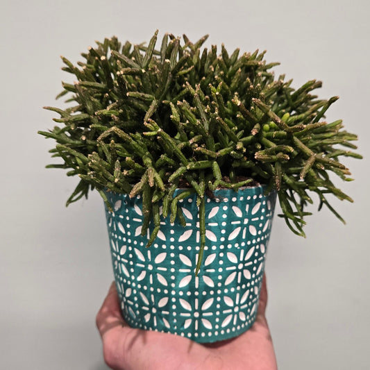 Rhipsalis Cactus & Pot