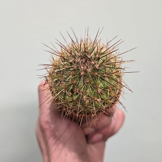 Small Cactus